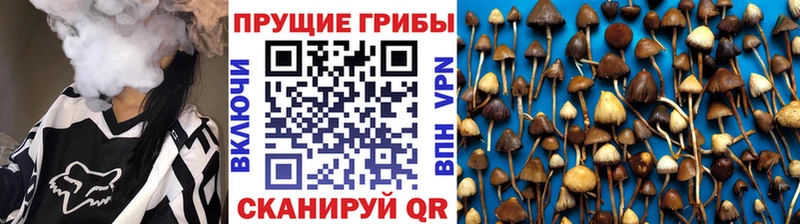 Галлюциногенные грибы Psilocybine cubensis  Долинск 